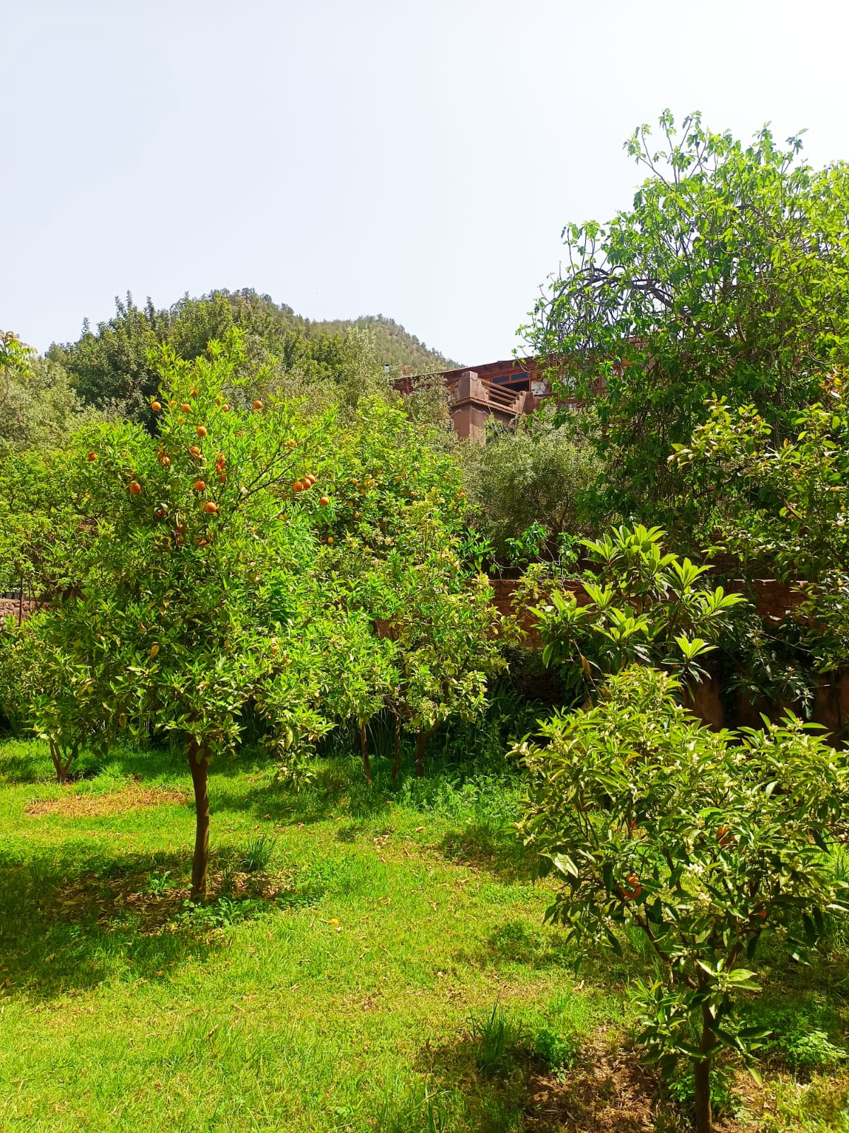 Jardin 5